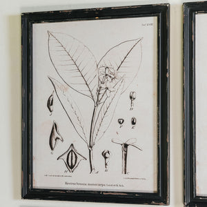 Set of 4 Aged Botanical Prints