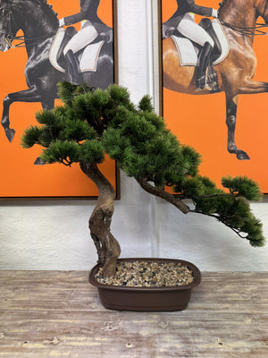 Large Faux Bonsai Tree