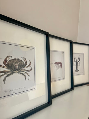 Set of 3 Crustacean Prints