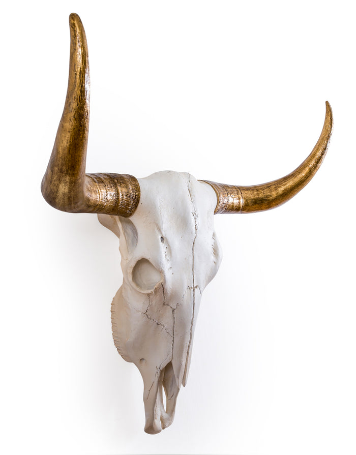 Gold Horn Bison Skull
