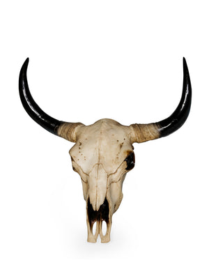 Extra Large Bison Skull