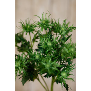 Green Sea Holly Stem