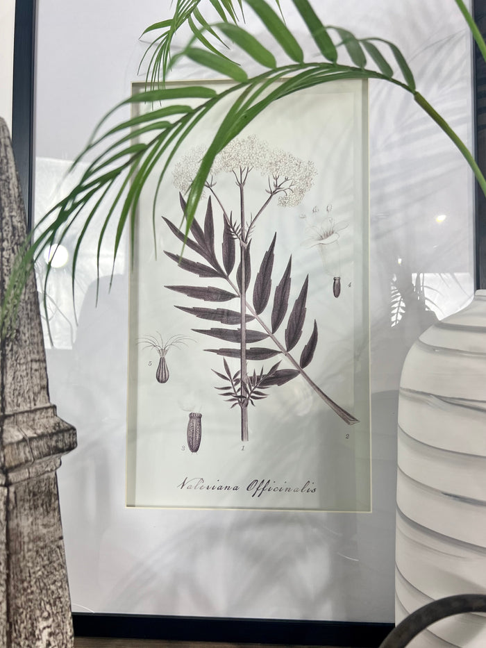 Renzow Botanical Prints - Set of 4