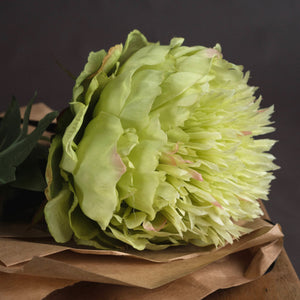 Pale Green Double Peony Stem
