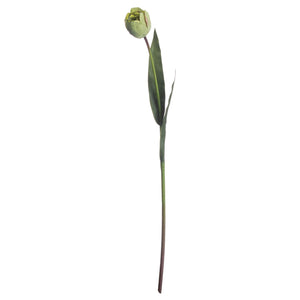 Green Tulip Stem