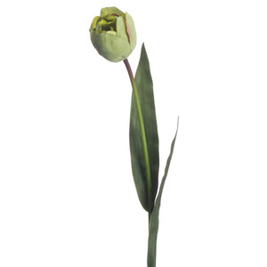 Green Tulip Stem
