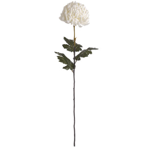 Pom Pom Chrysanthemum Stem