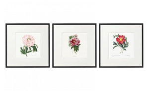 Set of 3 Peony Prints