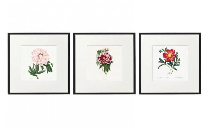 Set of 3 Peony Prints