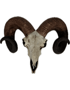 Natural Ram Skull