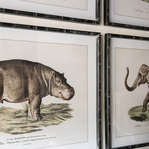 Set of 4 Aged Animal Prints
