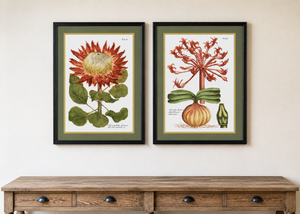 Set of 2 Retunde Liliaceo Framed Prints