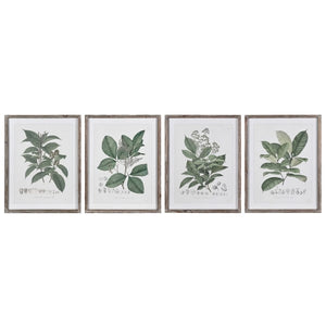 Set of 4 Framed Herb Prints