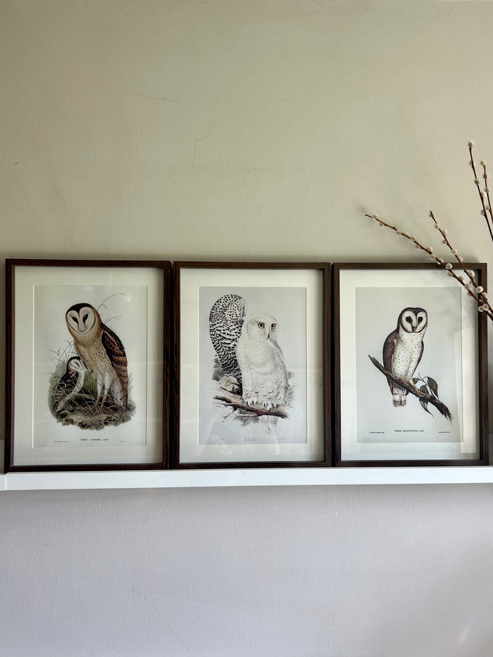 Set of Vintage Owl Prints