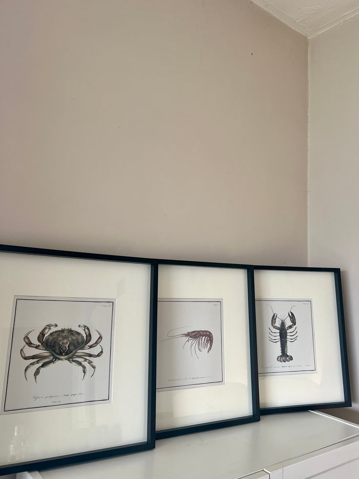 Set of 3 Crustacean Prints