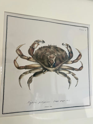 Set of 3 Crustacean Prints