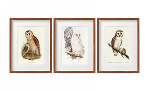 Set of Vintage Owl Prints