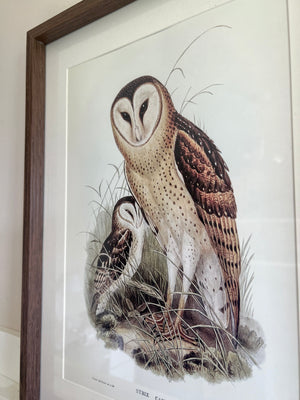 Set of Vintage Owl Prints