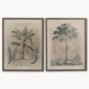 Set of 2 Large Papaya Prints