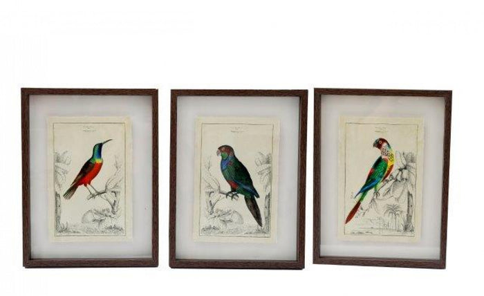 Set of Three Parrot Prints