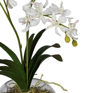 White Orchid in a Round Vase