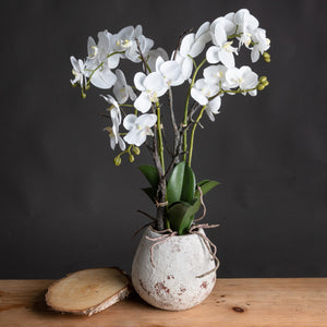 Medium Orchid In Aged Stone Pot