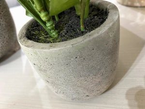 Boston Fern in Cement Pot