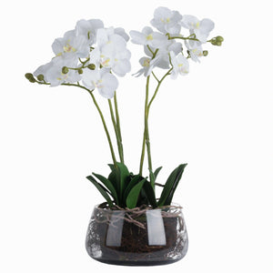 Potted Orchid in Glass Bowl