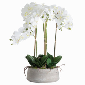 Shima Orchid
