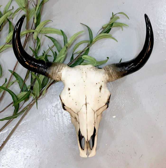 Large Bison Skull