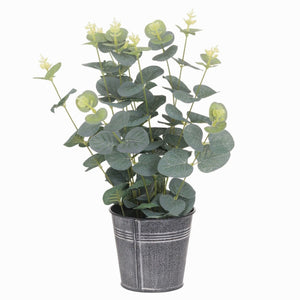 Potted Eucalyptus