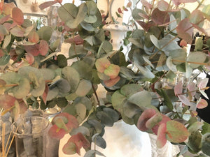 Blush Eucalyptus Stem - 2 Sizes