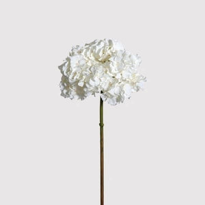 White Mophead Hydrangea