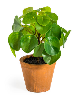 Terracotta Potted Money Plant