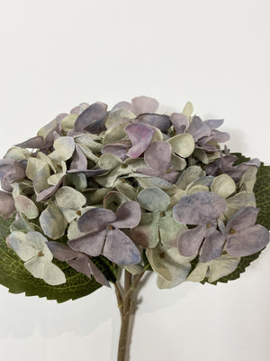 Lavender Grey Hydrangea