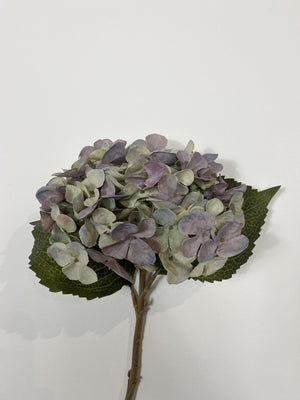 Lavender Grey Hydrangea