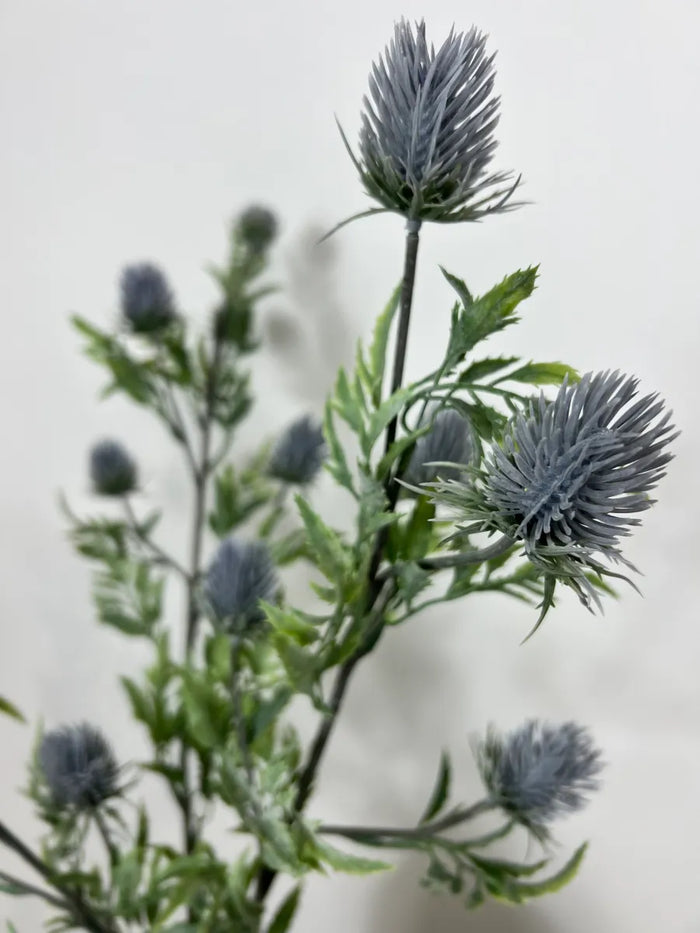 Blue Eryngium Thistle Stem