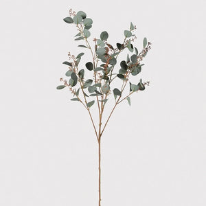 Tall Seeded Eucalyptus Stem