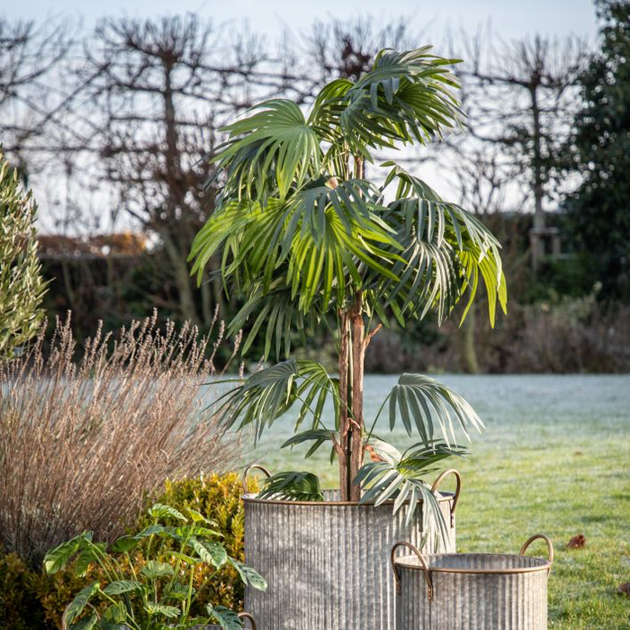 Large Faux Chinese Palm