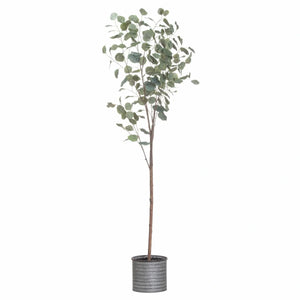 Eucalyptus Tree - 2 Sizes