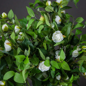 White Gardenia Stem