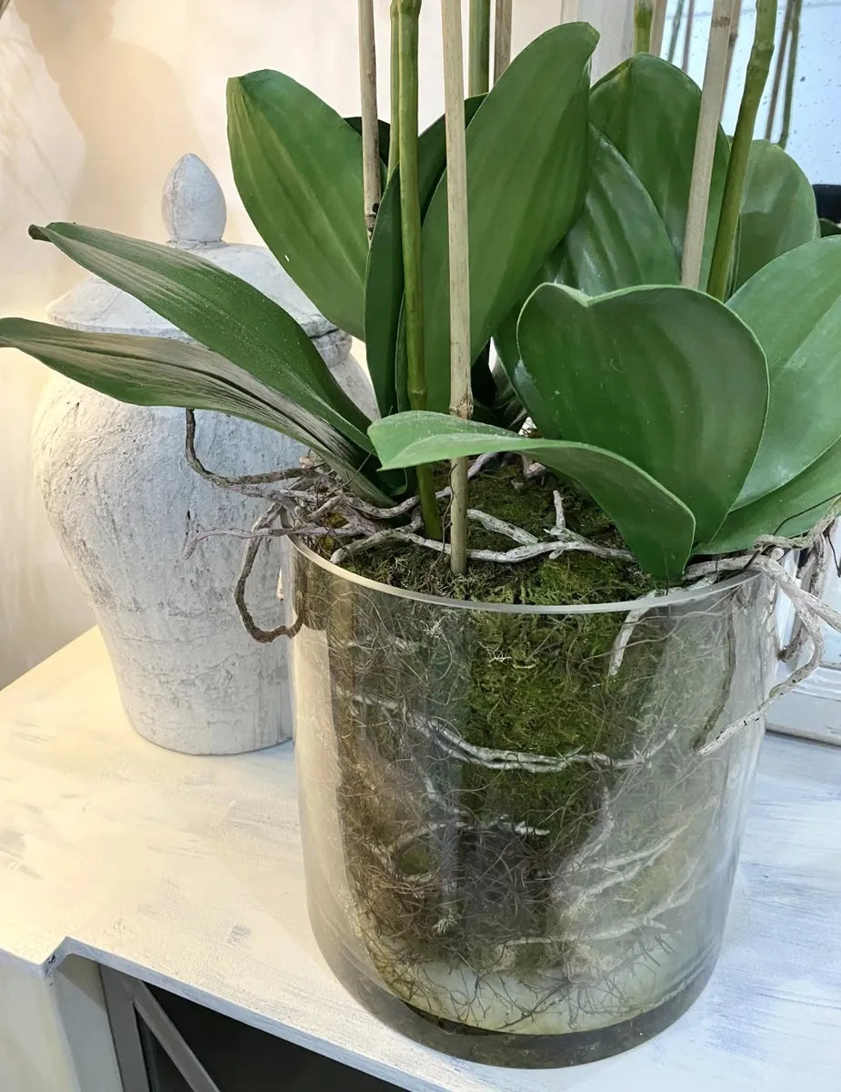 glass plant pots for orchids Extra Tall Orchid In Glass Pot – Dear Grace Home Interiors