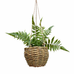 Hanging Fern In a Basket
