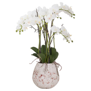 Orchid In Aged Stone Pot