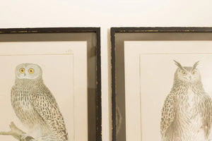 Set of 2 Framed Owl Prints