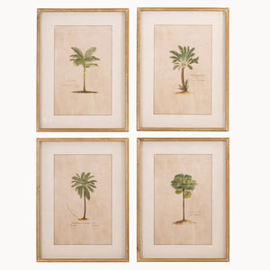 Four Vintage Palm Tree Prints