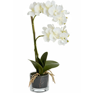 Orchid With Glass Pot