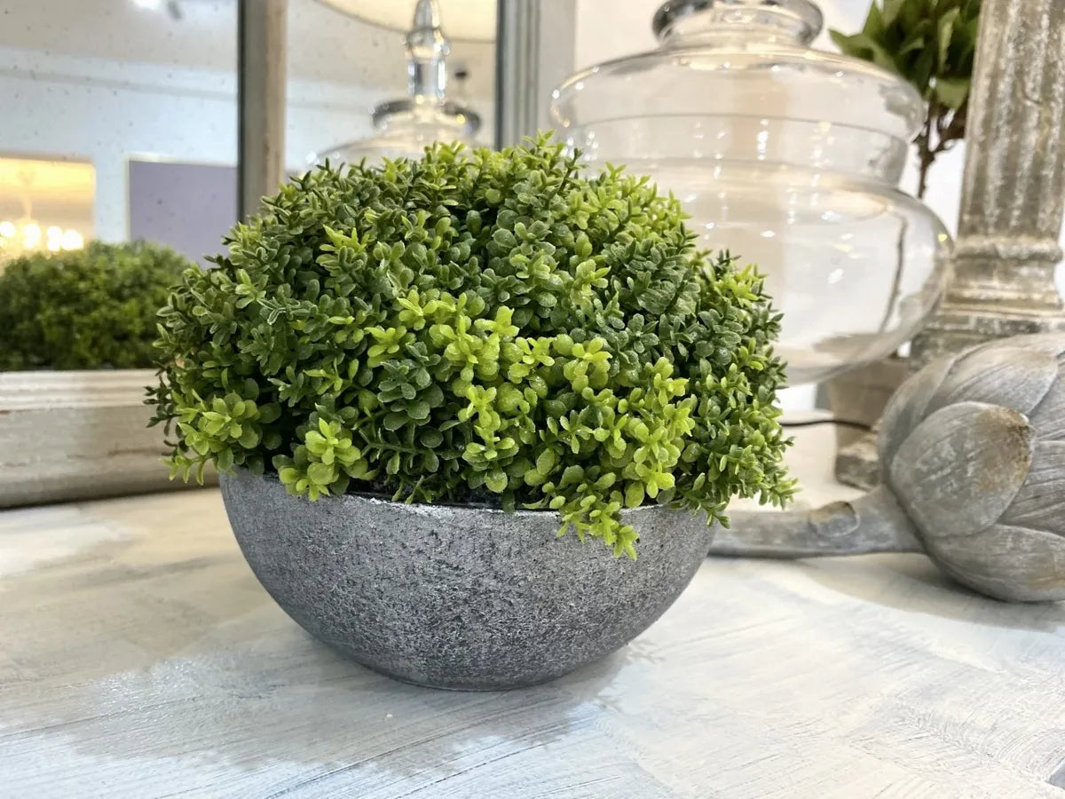 hebe plants in pots Potted Hebe – Dear Grace Home Interiors