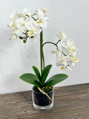 Orchid With Glass Pot