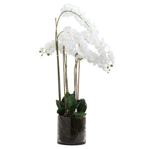 Extra Tall Orchid In Glass Pot